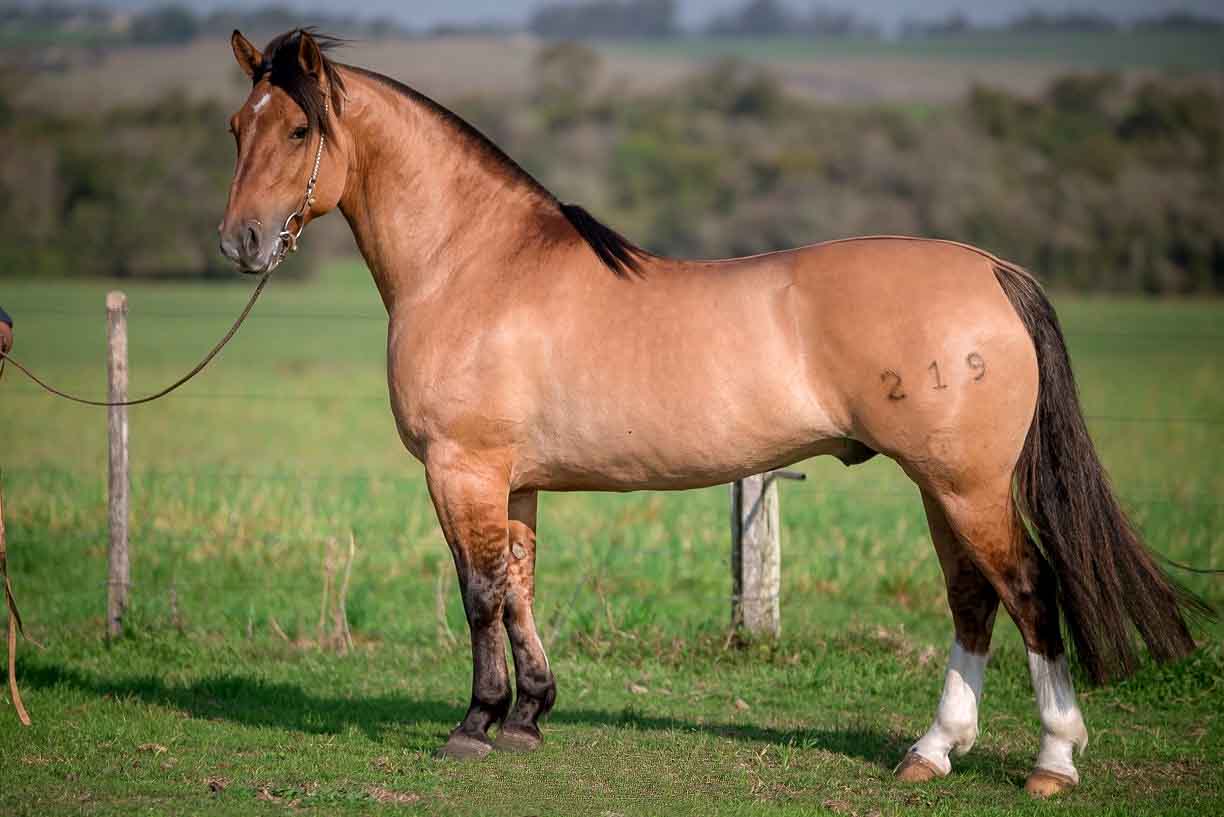 Em Busca do Cavalo Crioulo 